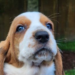 Claude - Red and white Basset Hound puppy in Chesapeake, Virginia from Yankee Bassets
