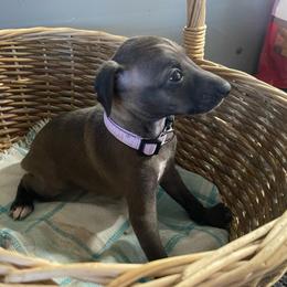 Gia - Seal female Italian Greyhound puppy in Lancaster, Missouri from White Stone Ranch