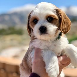Cavapoo Puppies from Cedar Sprout Puppies