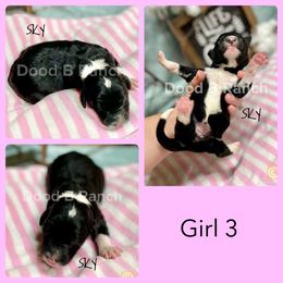 Aussiedoodle and Bordoodle Puppies from Dood B Ranch Doodles