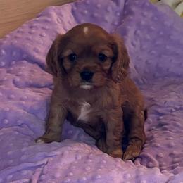 Bindi - Ruby female Cavalier King Charles Spaniel puppy in Churchville, Virginia from Karma's Cavaliers