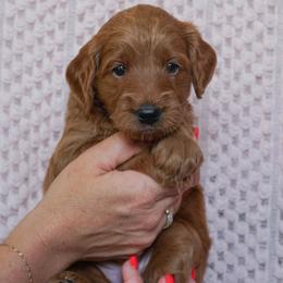 Goldendoodle Puppies from Maryland Doodles