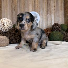 Aspen - Dapple female Dachshund puppy in Woodbine, Georgia from Coastal Bluff Pups