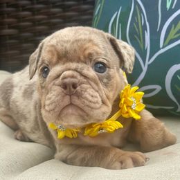 Girl 2 - female Bulldog puppy in Sodus, New York from Upstate NY French & English Bulldogs