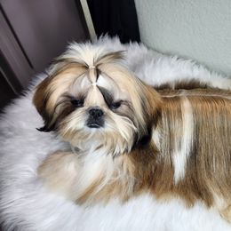 Shih Tzu Puppies from Raincross Shih Tzu