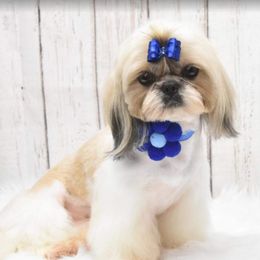 Shih Tzus from Delight Kennel