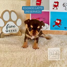 Eggnog Latte - Chocolate and tan female Chihuahua puppy in Woodstock, Georgia from iChihuahuas Kennel