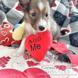 Shetland Sheepdog Puppies from Country Chic Shelties