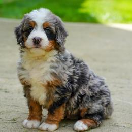 Honda - Merle male Bernedoodle puppy in Dundee, Ohio from Down Home Doodle