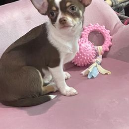 Chihuahua Puppies from Turners Chihuahua