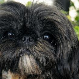Khan - Shih Tzu