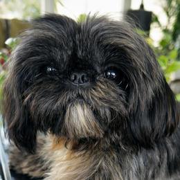 Khan - Shih Tzu