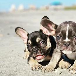 French Bulldogs from Carolina High Country Frenchies