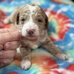 Houdini - Apricot male Goldendoodle puppy in Wharton, Texas from Little Fur Friends