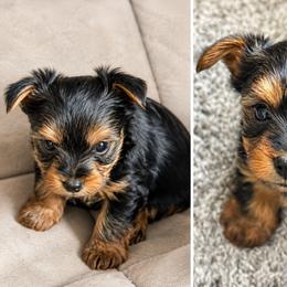 Girl 1 - Black and gold female Yorkshire Terrier puppy in Belen, New Mexico from J&M Yorke Farm