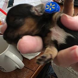 Morkie and Yorkshire Terrier Puppies from Dyer's Beauties