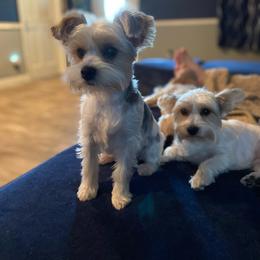 Cigi - Parti female Yorkshire Terrier puppy in Pikeville, North Carolina from A Yorkie’s World