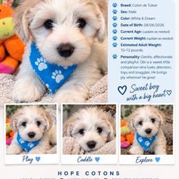 Obi - White male Coton de Tulear puppy in Freeport, Texas from H❤️PE COTONS