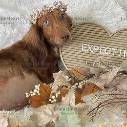 Pralines - Dachshund