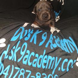Boy 1 - Blue and rust male Doberman Pinscher puppy in Concord, North Carolina from Dove's K9 Academy