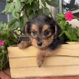 Male 2 - Black and tan male Morkie puppy in Ludlow, Missouri from Countryside Doodles and Mohr