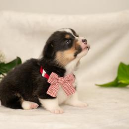 Snoop Doggie Dog - Black and tan male Pembroke Welsh Corgi puppy in Keene, Texas from Texas Fluff Butts and Friends