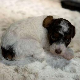 Hope - Parti female Poodle puppy in Davie, Florida from Dave Poodles