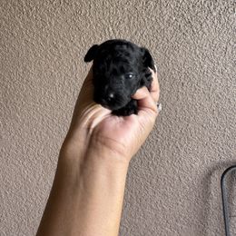 Waylee - Black female Poodle puppy in Deltona, Florida from Poodles by CNC