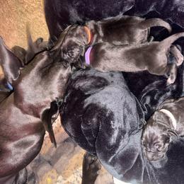 Puppy - Black female Great Dane puppy in Luling, Texas from Pegasus Great Danes