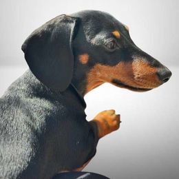 Duka (Mini Dachshund) - Dachshund