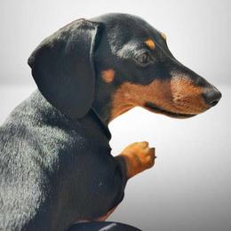 Duka (Mini Dachshund) - Dachshund