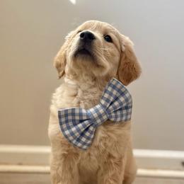 Boy 1 - Golden male Golden Retriever puppy in Murfreesboro, Tennessee from Mountain Tails