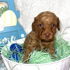 Boy 2 - Goldendoodle puppy in Miami Dade County, Florida from RoyalPaws_Miami