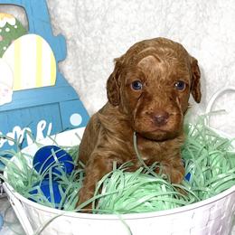 Boy 2 - Goldendoodle puppy in Miami Dade County, Florida from RoyalPaws_Miami