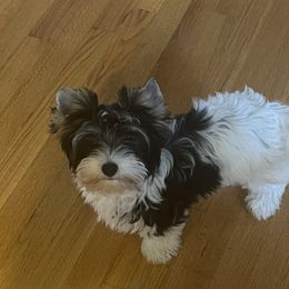 Biewer Terriers from Caroline's Biewer Terriers