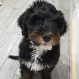 Bernedoodle and Goldendoodle Puppies from Saratoga Springs Doodles