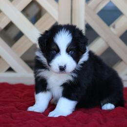 Squall - Black tri-color male Australian Shepherd puppy in Circleville, Utah from Canyon Creek Aussies