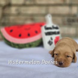 Teddy - Red male Dachshund puppy in Tuscaloosa, Alabama from Watermelon Doxies
