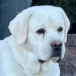 Chuck - Labrador Retriever