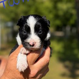 Toothless - Black and white male Border Collie puppy in Sanger, California from Flying M Cactus Ranch Buddies