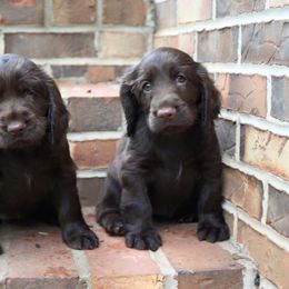 Field Spaniel Puppies from Catera Field Spaniels