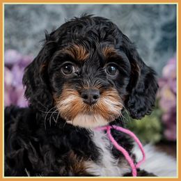 Adele - Black white and tan female Cockapoo puppy in Connersville, Indiana from Deaz Doodle Ranch