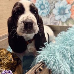 Elwood - Black and white male Basset Hound puppy in Hodges, South Carolina from Blooming Bassets