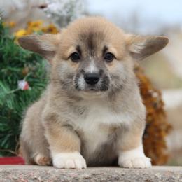 Gecko - Sable male Pembroke Welsh Corgi puppy in Pollock, Missouri from Northstar