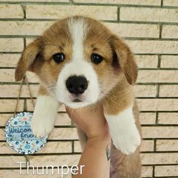 Thumper - Red and white male American Corgi puppy in Centerville, Tennessee from Katerina's American Corgis