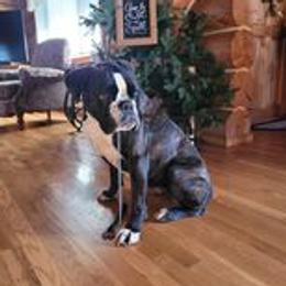 Stormy - Boxer