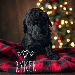 Ryker - Phantom male Goldendoodle puppy in Warrensburg, Missouri from Supreme Doodles