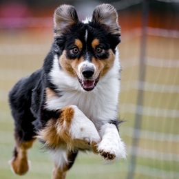 Australian Shepherds from CoralBlitz Australian Shepherds