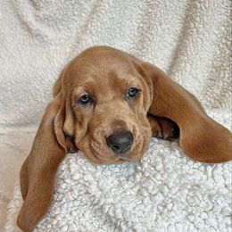 Jan - Black tan and white female Basset Hound puppy in Kingsport, Tennessee from Bear’s Bassets