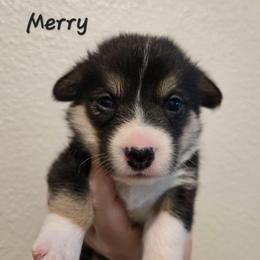 Merry - Black and tan female Pembroke Welsh Corgi puppy in Citrus Heights, California from The Joy of Corgis